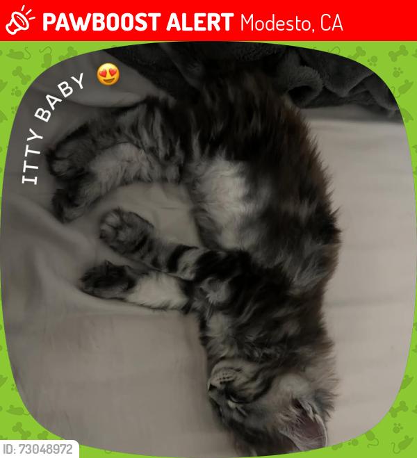 Lost Male Cat last seen Rose and floyd, Modesto, CA 95355