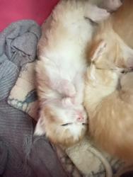 Lost Female Cat last seen E 156 st & ST ANNS AVE, The Bronx, NY 10455
