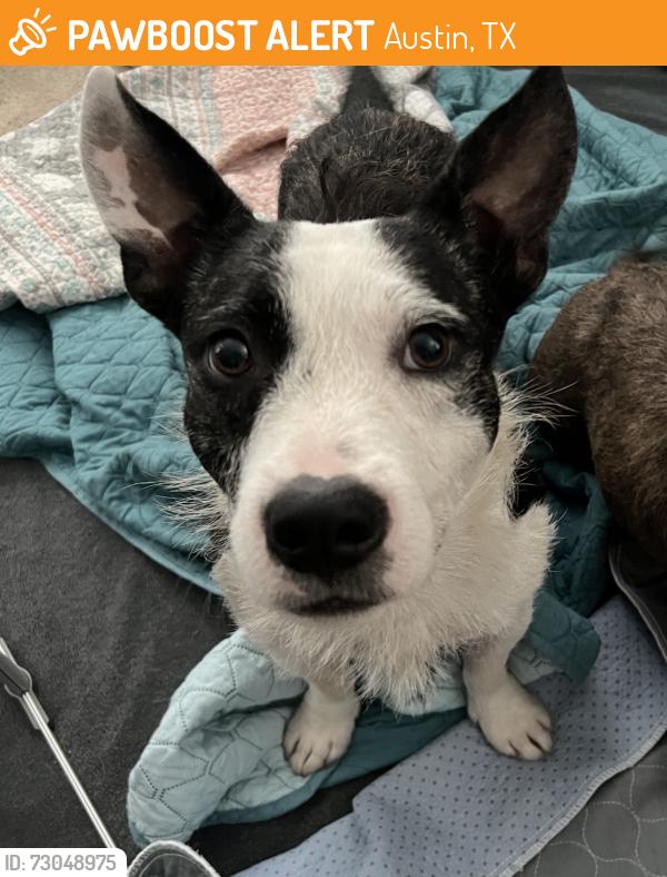 Found/Stray Male Dog last seen Sandifer St., Austin, TX 78725