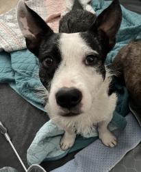 Found/Stray Male Dog last seen Sandifer St., Austin, TX 78725