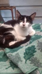 Found/Stray Male Cat last seen West 22nd Street and School Avenue, Fayetteville, AR 72701