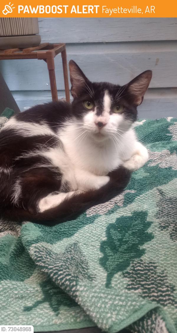 Found/Stray Male Cat last seen West 22nd Street and School Avenue, Fayetteville, AR 72701