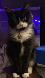 Reunited Male Cat last seen Holden Farms neighborhood, Youngsville, NC 27596