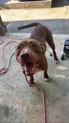 Found/Stray Male Dog last seen Ridge , Macon, GA 31204