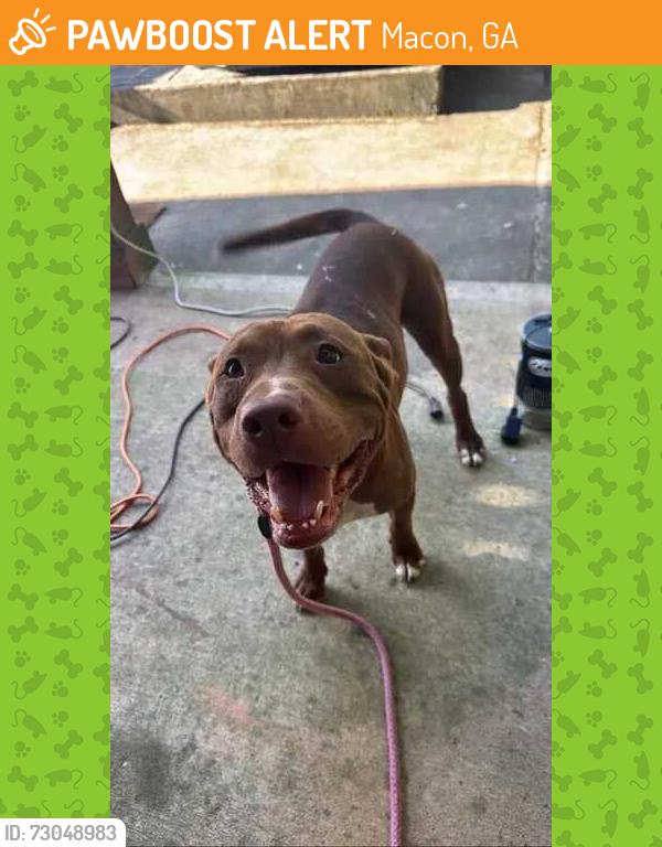 Found/Stray Male Dog last seen Ridge , Macon, GA 31204