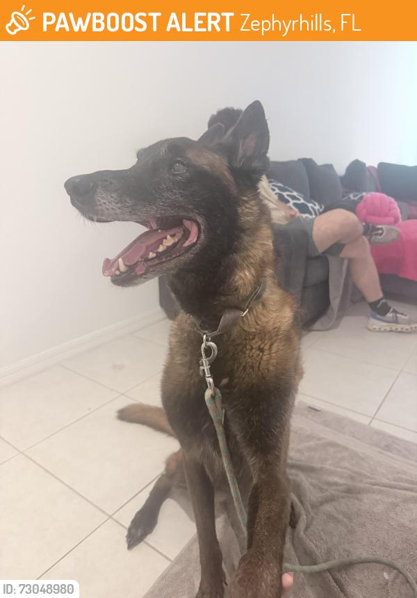 Found/Stray Male Dog last seen Simons zephyrhills, Zephyrhills, FL 33541