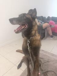 Found/Stray Male Dog last seen Simons zephyrhills, Zephyrhills, FL 33541