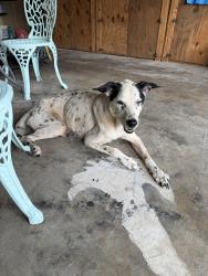 Found/Stray Male Dog last seen Kroger, Houston, TX 77066