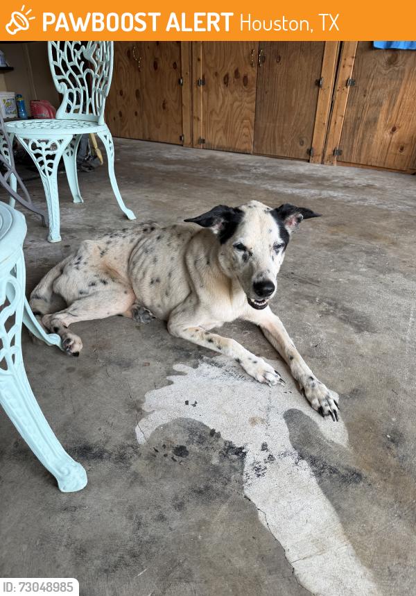Found/Stray Male Dog last seen Kroger, Houston, TX 77066