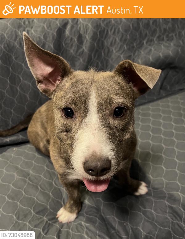 Found/Stray Female Dog last seen Sandifer St., Austin, TX 78725