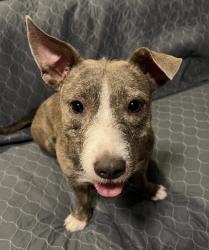Found/Stray Female Dog last seen Sandifer St., Austin, TX 78725