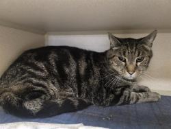 Shelter Stray Male Cat last seen Near BLOCK S BIRCH ST DENVER CO 80246, 1241 W Bayaud Ave, Denver, CO 80223, USA
