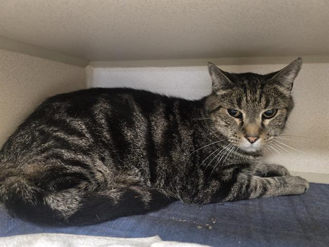 Shelter Stray Male Cat last seen Near BLOCK S BIRCH ST DENVER CO 80246, 1241 W Bayaud Ave, Denver, CO 80223, USA