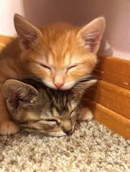 Shelter Stray Male Cat last seen Near BLOCK W 62ND AVE, DENVER CO 80221, 1241 W Bayaud Ave, Denver, CO 80223, USA