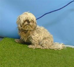 Shelter Stray Male Dog last seen , 216 W Victoria St, Gardena, CA 90248, USA