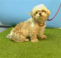 Shelter Stray Female Dog last seen , 216 W Victoria St, Gardena, CA 90248, USA