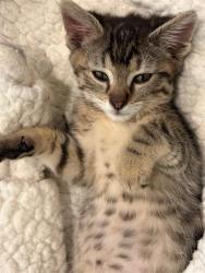 Shelter Stray Female Cat last seen Near BLOCK W 62ND AVE, DENVER CO 80221, 1241 W Bayaud Ave, Denver, CO 80223, USA