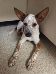 Shelter Stray Male Dog last seen SAND CANYON/PROGRESS, 6443 Oak Canyon, Irvine, CA 92618, USA