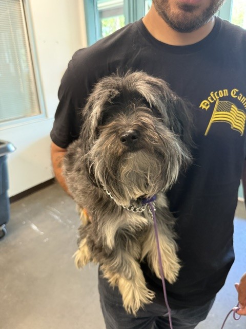 Shelter Stray Male Dog last seen , West Valley Animal Shelter, 20655 Plummer St, Chatsworth, CA 91311, USA
