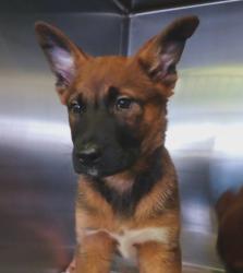 Shelter Stray Female Dog last seen , 1850 W 60th St, Los Angeles, CA 90047, USA