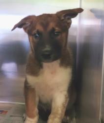 Shelter Stray Male Dog last seen , 1850 W 60th St, Los Angeles, CA 90047, USA