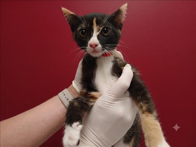 Shelter Stray Female Cat last seen , 1850 W 60th St, Los Angeles, CA 90047, USA