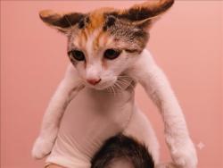 Shelter Stray Female Cat last seen , 1850 W 60th St, Los Angeles, CA 90047, USA