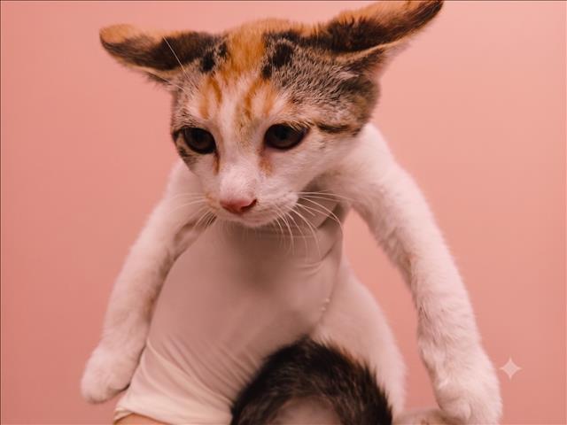Shelter Stray Female Cat last seen , 1850 W 60th St, Los Angeles, CA 90047, USA