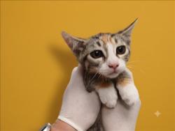 Shelter Stray Female Cat last seen , 1850 W 60th St, Los Angeles, CA 90047, USA