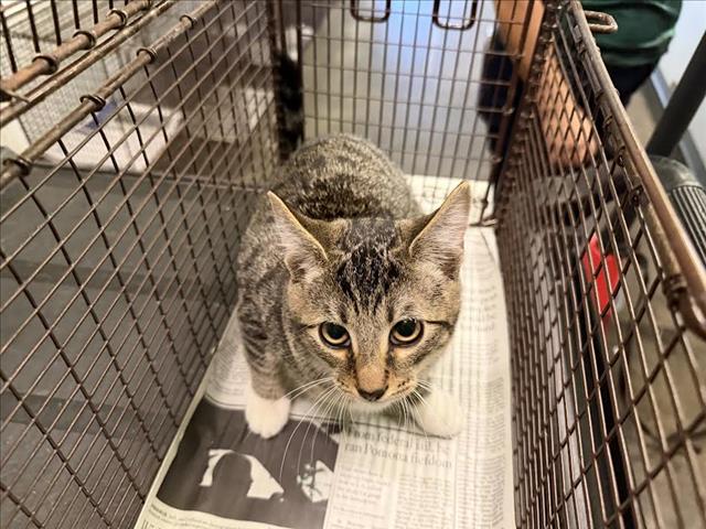 Shelter Stray Male Cat last seen , 1850 W 60th St, Los Angeles, CA 90047, USA