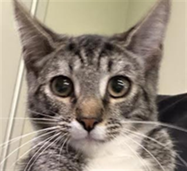 Shelter Stray Male Cat last seen , 1850 W 60th St, Los Angeles, CA 90047, USA