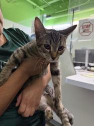 Shelter Stray Male Cat last seen , 1850 W 60th St, Los Angeles, CA 90047, USA