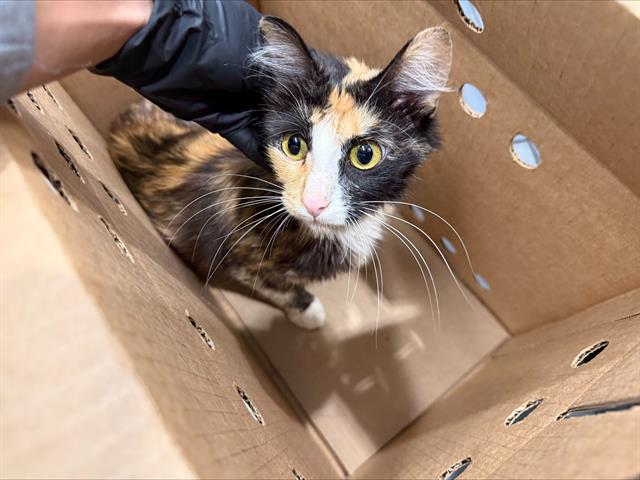 Shelter Stray Female Cat last seen CHARLOTTE, 8315 Byrum Dr, Charlotte, NC 28217, USA
