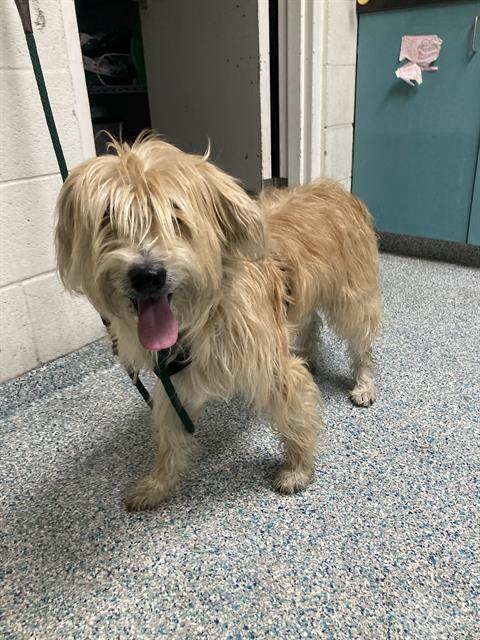 Shelter Stray Male Dog last seen Near BLK PACIFIC AVE. LONG BEACH CA 90813, 7700 E Spring St, Long Beach, CA 90815, USA
