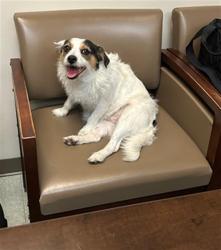 Shelter Stray Female Dog last seen Near BLOCK 18TH ST/ L ST BAKERSFIELD CA 93301, 3951 Fruitvale Ave, Bakersfield, CA 93308, USA
