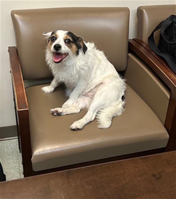 Shelter Stray Female Dog last seen Near BLOCK 18TH ST/ L ST BAKERSFIELD CA 93301, 3951 Fruitvale Ave, Bakersfield, CA 93308, USA