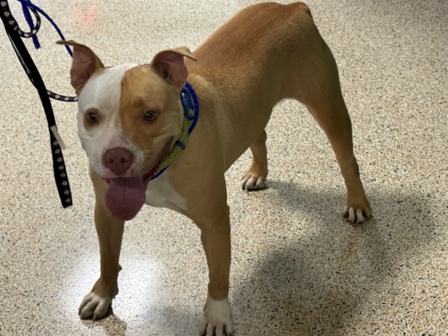 Shelter Stray Male Dog last seen Near BLOCK W 49 PL, 3599 NW 79th Ave, Doral, FL 33122, USA