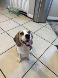 Reunited Female Dog last seen NW 3rd Ter Cape Coral, FL, Cape Coral, FL 33993