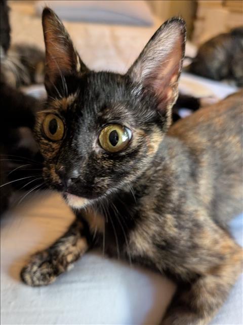 Shelter Stray Female Cat last seen , 957 N Gaffey St, San Pedro, CA 90731, USA