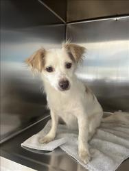 Shelter Stray Male Dog last seen , 957 N Gaffey St, San Pedro, CA 90731, USA