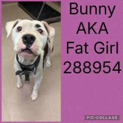 Shelter Stray Female Dog last seen MIDDLE ST, 4214 Fulton Mill Rd, Macon, GA 31216, USA