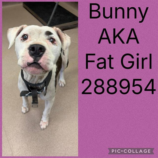 Shelter Stray Female Dog last seen MIDDLE ST, 4214 Fulton Mill Rd, Macon, GA 31216, USA