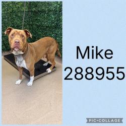Shelter Stray Male Dog last seen MIDDLE ST, 4214 Fulton Mill Rd, Macon, GA 31216, USA