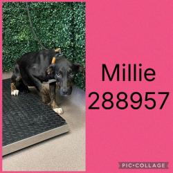 Shelter Stray Female Dog last seen MIDDLE ST, 4214 Fulton Mill Rd, Macon, GA 31216, USA