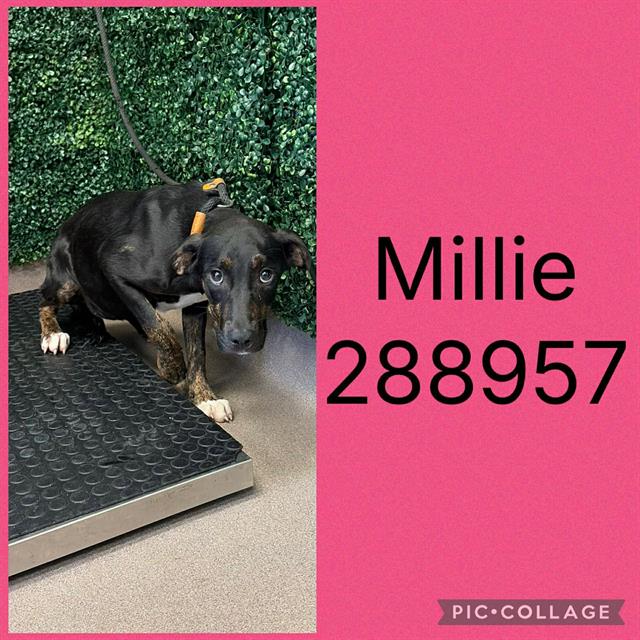 Shelter Stray Female Dog last seen MIDDLE ST, 4214 Fulton Mill Rd, Macon, GA 31216, USA