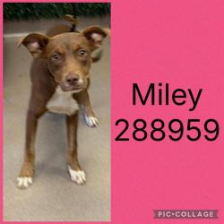 Shelter Stray Female Dog last seen MIDDLE ST, 4214 Fulton Mill Rd, Macon, GA 31216, USA