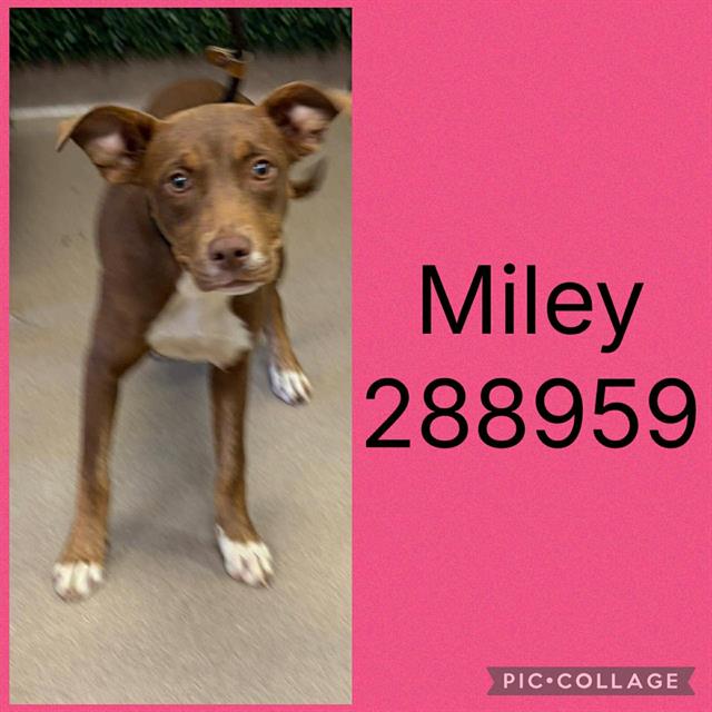 Shelter Stray Female Dog last seen MIDDLE ST, 4214 Fulton Mill Rd, Macon, GA 31216, USA
