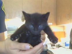 Shelter Stray Male Cat last seen NORTHGATE BLVD/ DEL PASO RD, 95834, 3839 Bradshaw Rd, Sacramento, CA 95827, USA