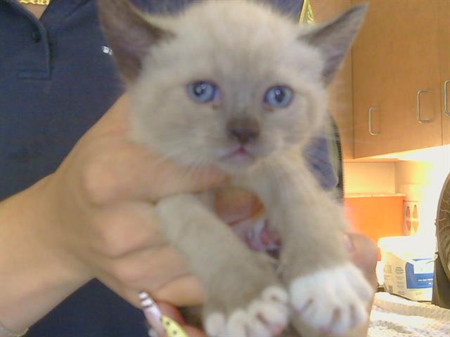 Shelter Stray Female Cat last seen NORTHGATE BLVD/ DEL PASO RD, 95834, 3839 Bradshaw Rd, Sacramento, CA 95827, USA