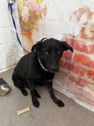 Shelter Stray Female Dog last seen Near BLOCK SUNDANCE DR, 333 Chandler Pl, San Bernardino, CA 92408, USA